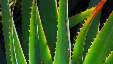 Aloe Vera