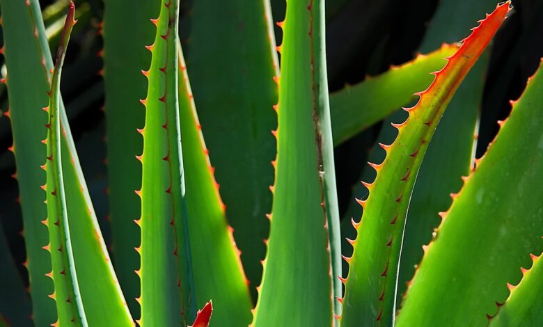 Aloe Vera