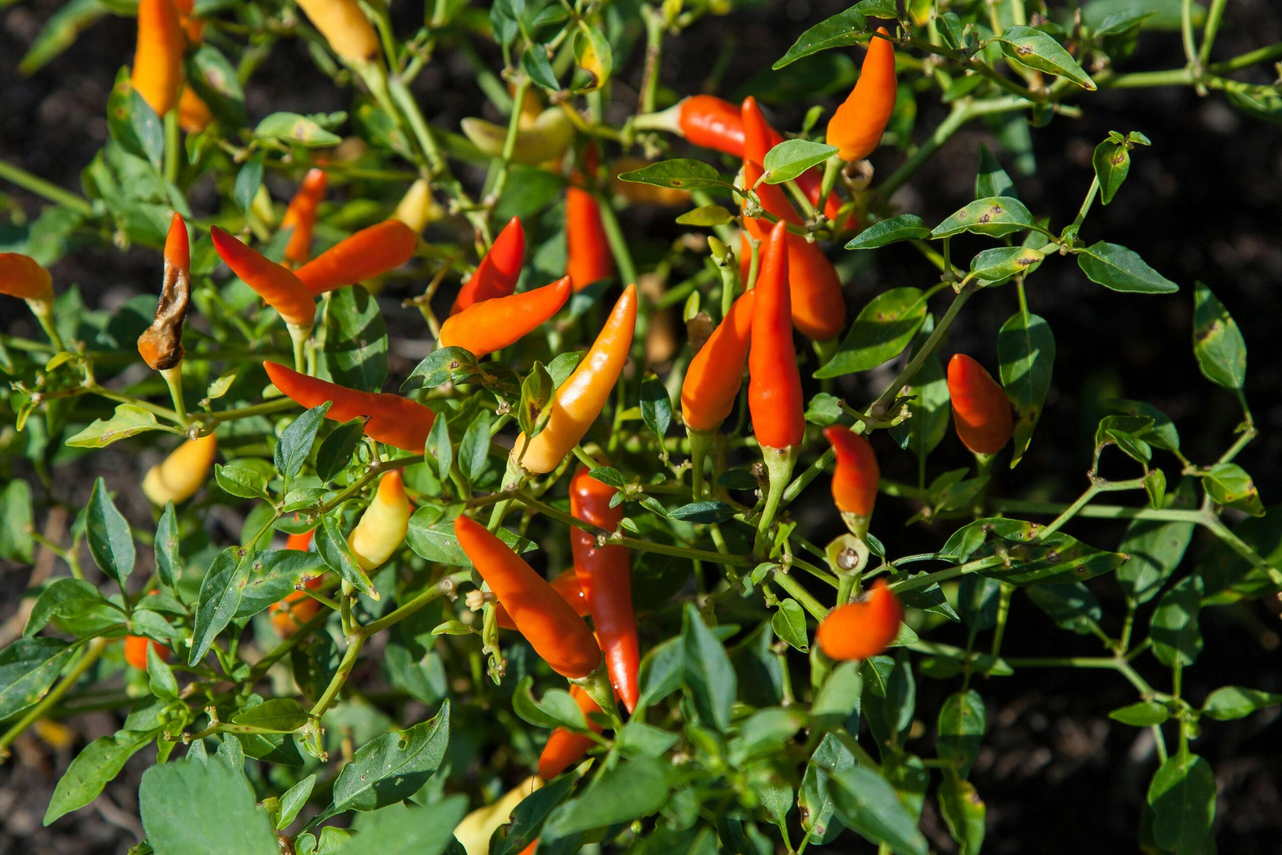 Cayenne Peppers