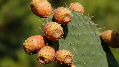 Prickly Pear Oil