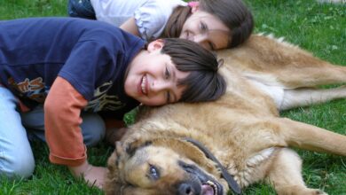 Socializing a Dog