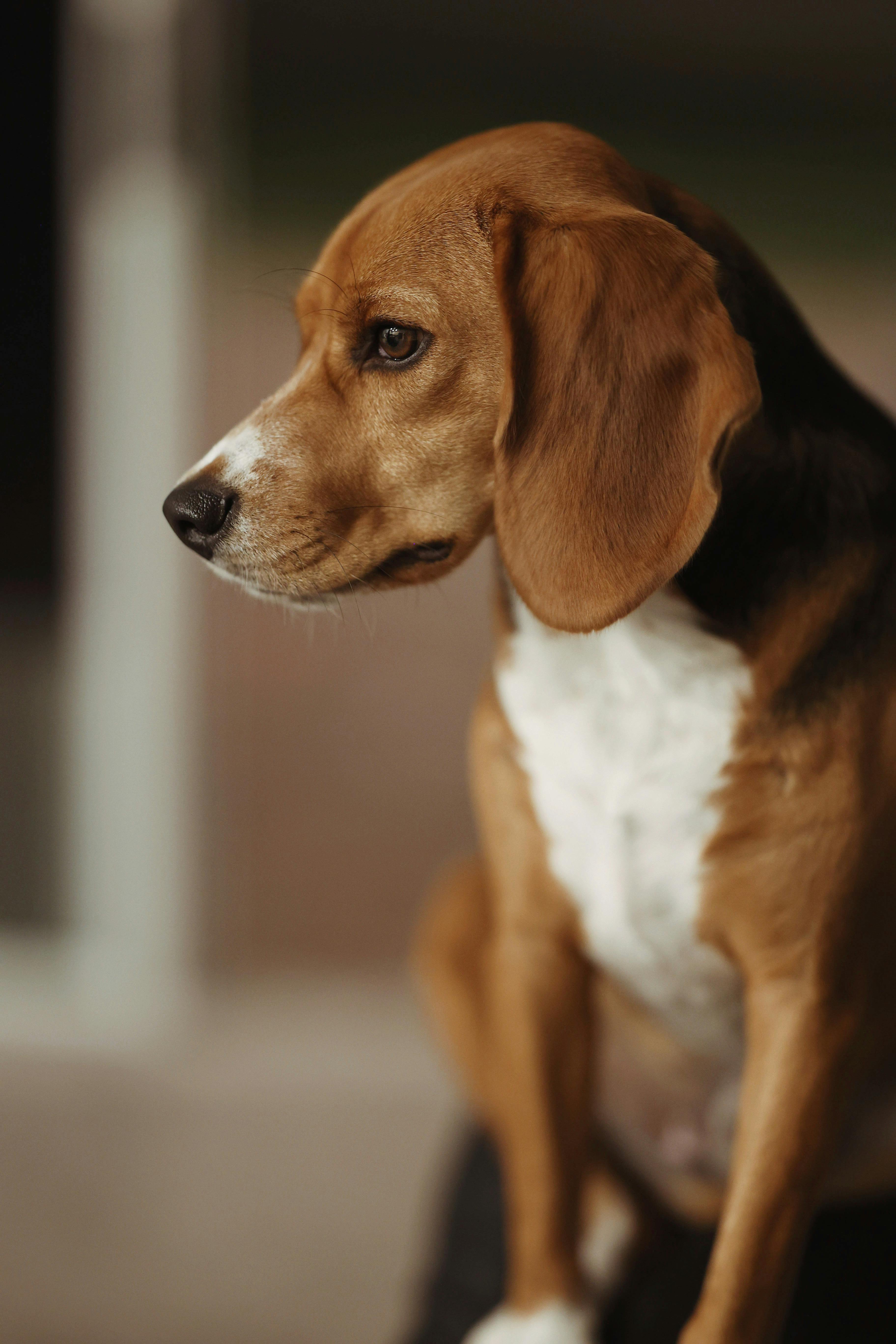 dog breeds-Beagle