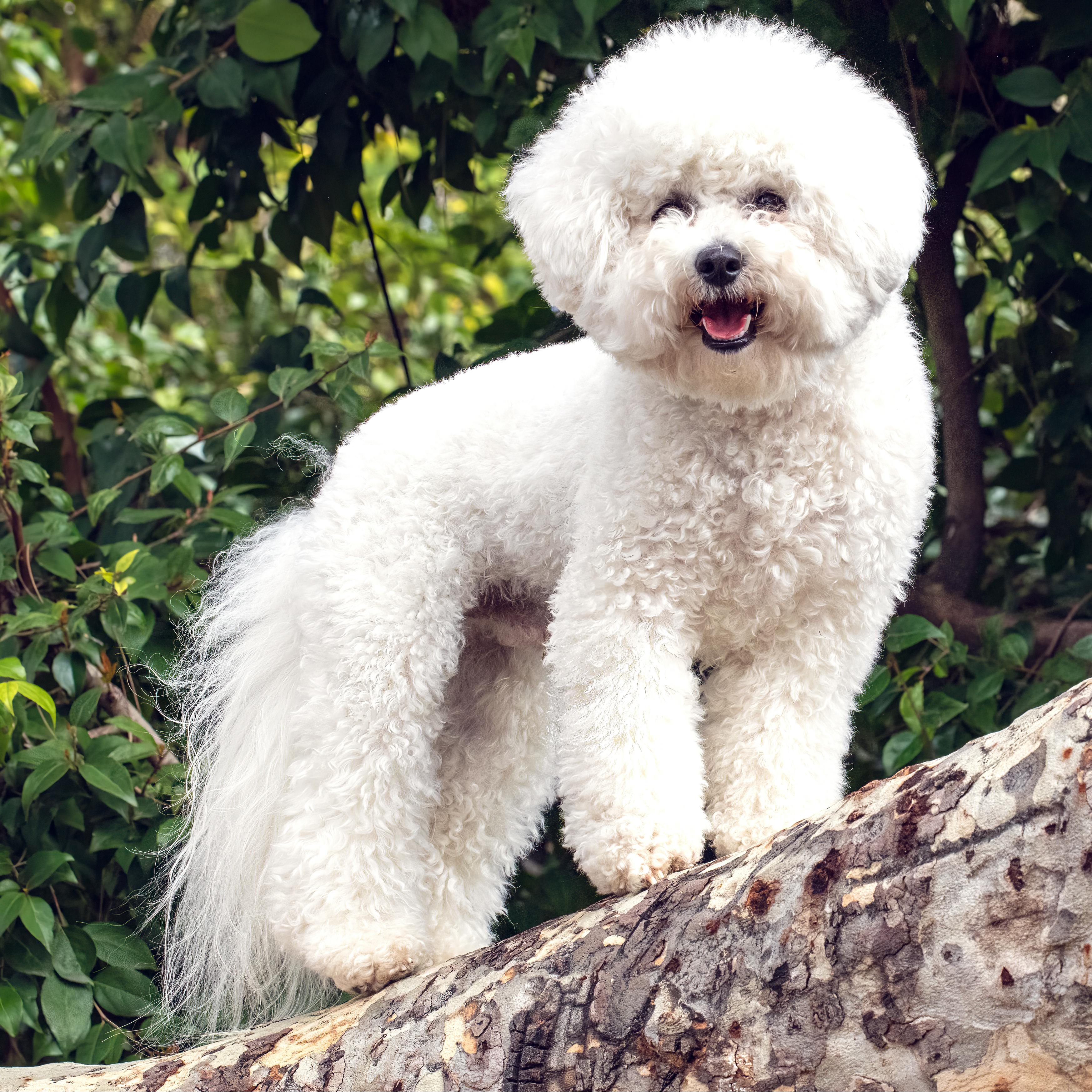 dog breeds-Bichon Frise