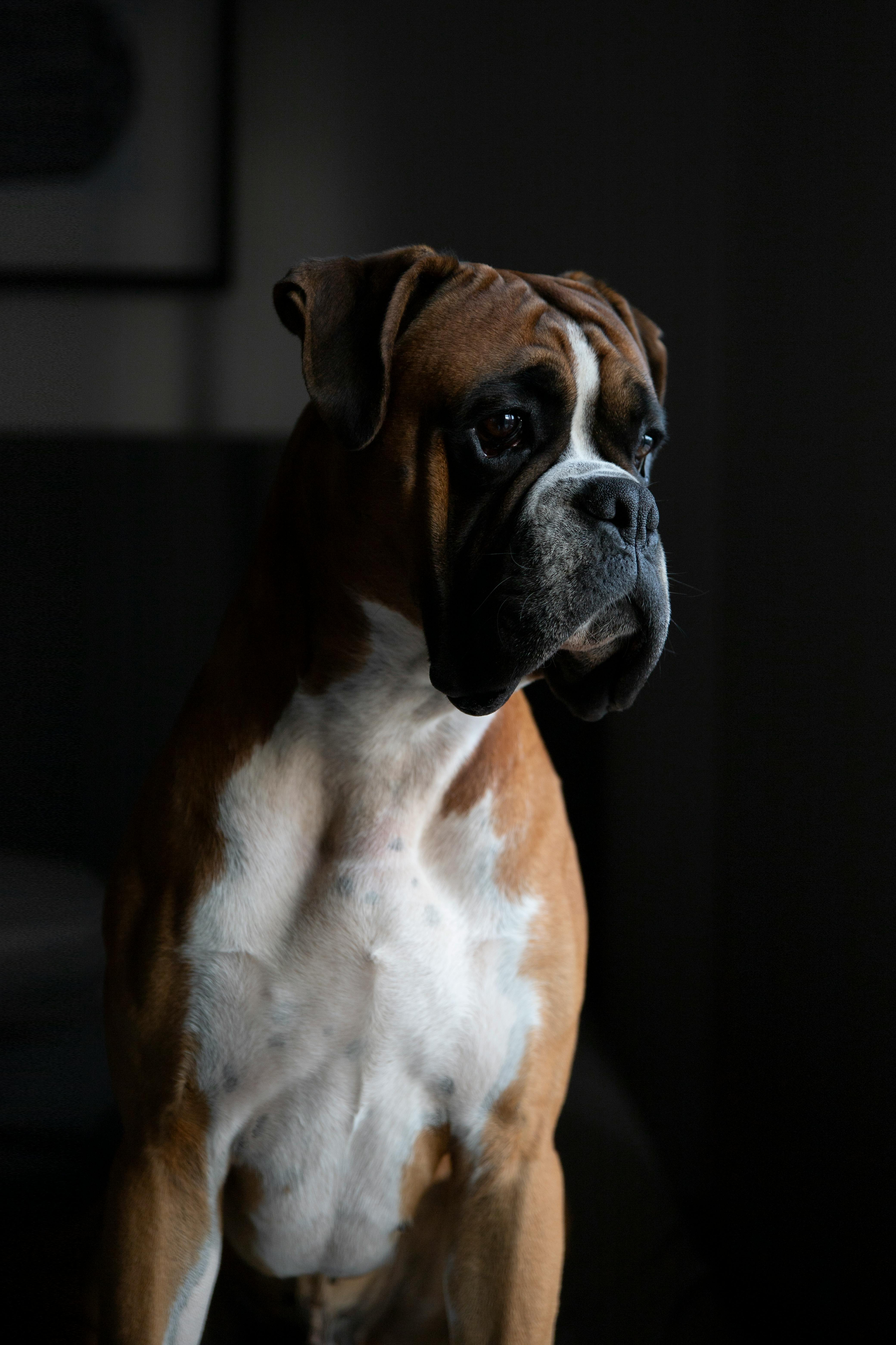 dog breeds-Boxer