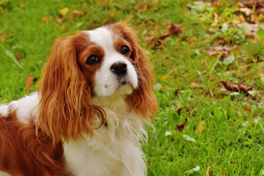 dog breeds-Poodle