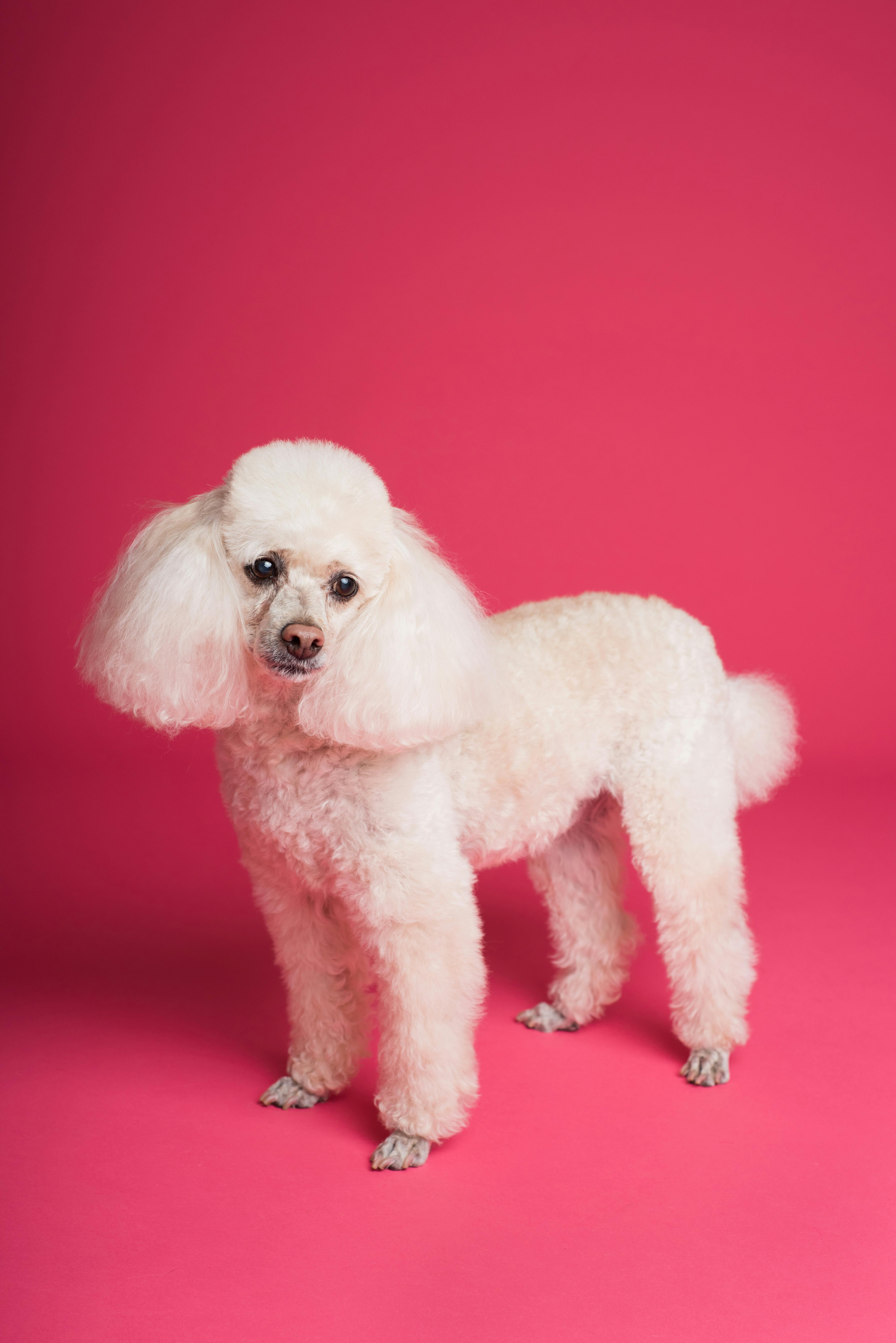 dog breeds-Poodle