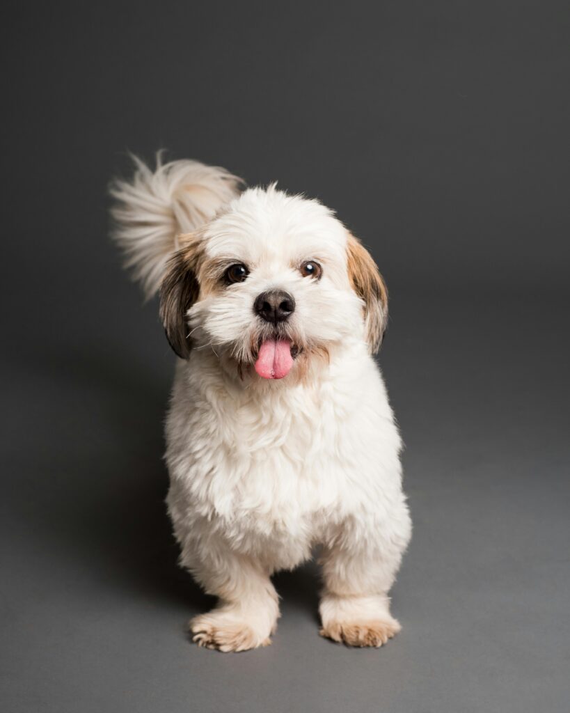 dog breeds-Shih Tzu